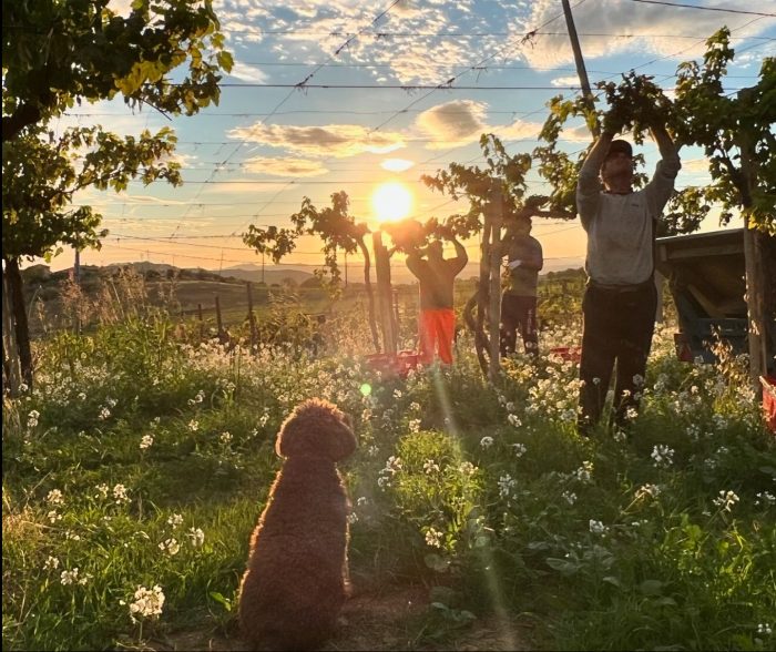 vendemmia sotto lo sguardo attento di - Tiberio