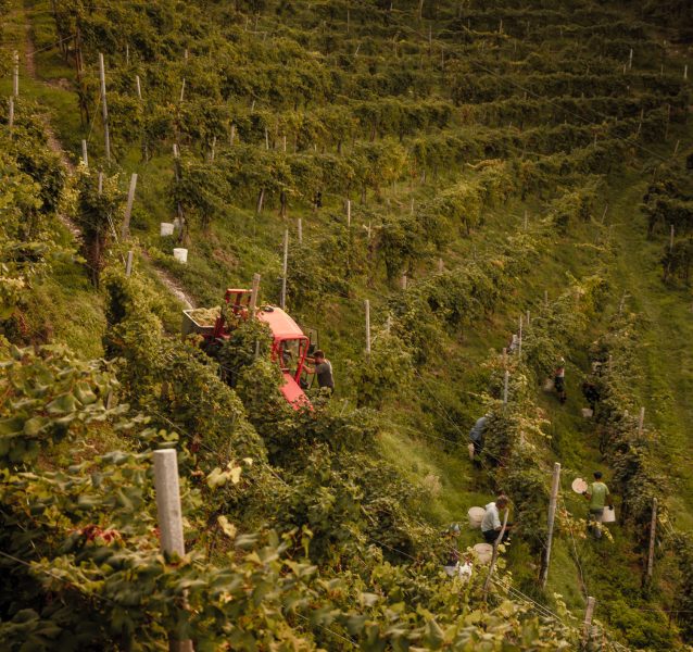 Bortolomiol - Vendemmia Collagù - © Mattia Mionetto