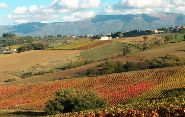 Sagrantino di Montefalco, I suppose