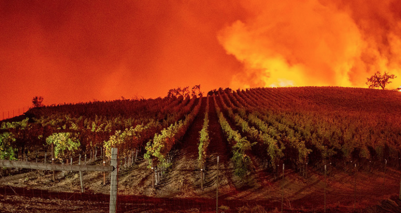 Quanti vigneti ucciderà il cambiamento climatico?